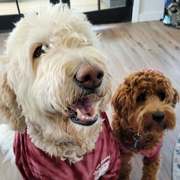 Like this listing to be notified when I go LIVE - Picture 7 of 11